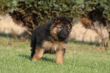 BERGER ALLEMAND 832